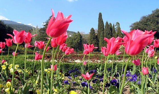 Никитский Ботанический сад . | Достопримечательности и экскурсии