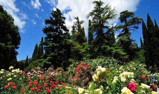 Никитский Ботанический сад . | Достопримечательности и экскурсии