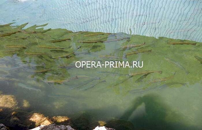 OPERA-PRIMA.ru 313, , , , ялта